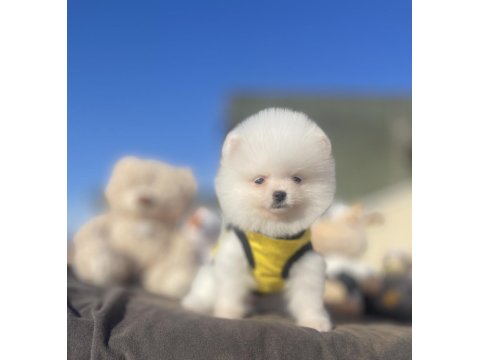 Ayı Surat Pomeranian Boo Yavrular