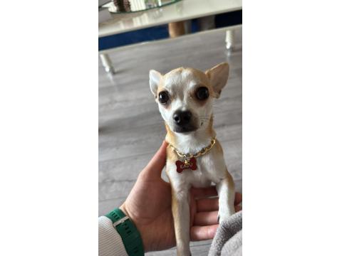 Şivava Oğlumuz Kaju Yeni Yuvasını Arıyor