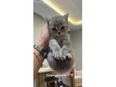 2 Aylık Scottish Straight Bebek