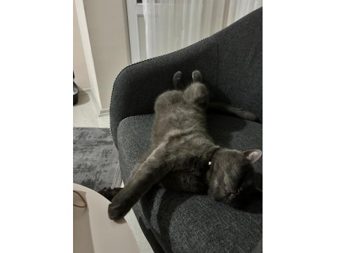 British Shorthair 2 Yaşında