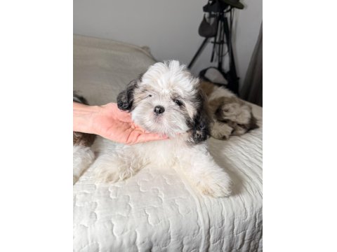 3 Tane Shih Tzu Yavruları