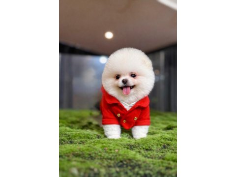 Teacup Boy Teddy Bear Garantili Pomeranian Yavrularım
