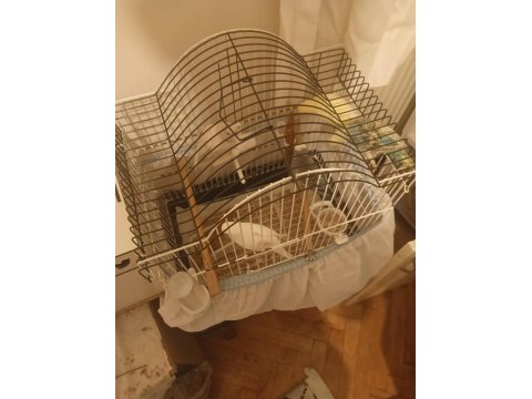 Muhabbet Kuşu Yavrularımız