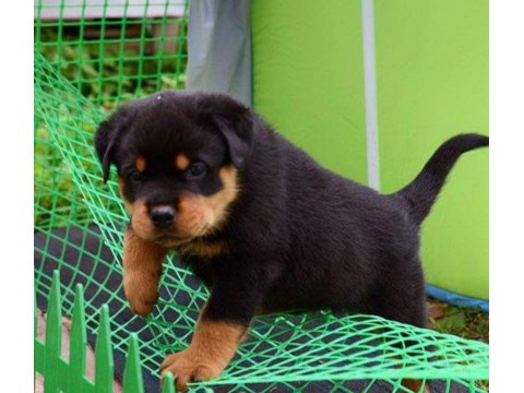 Irk Garantili Macar Rottweiler Yavrular
