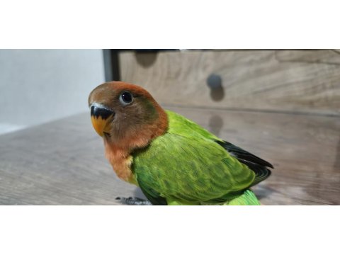 4 Ve 5 Şubat Yumurta Çıkışlı Sevda Papağanı