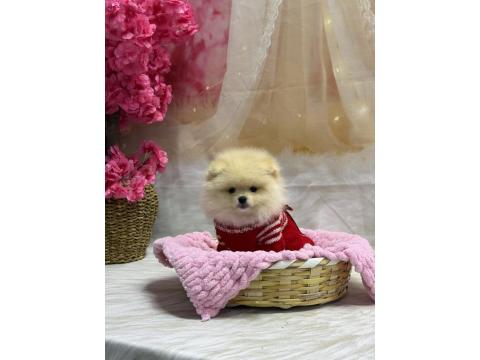 2 Aylık 2 Dişi Ve 1 Erkek Pomeranian