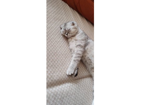 Scottish Fold Dişi