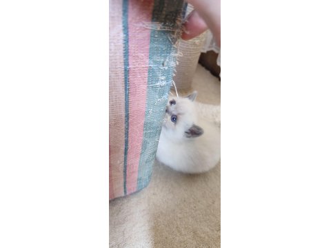 Erkek Ve Dişi Blue Point British Shorthair Bebekler