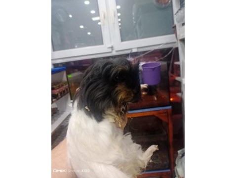 Prehistoricpets Garantisi İle Guinea Pig