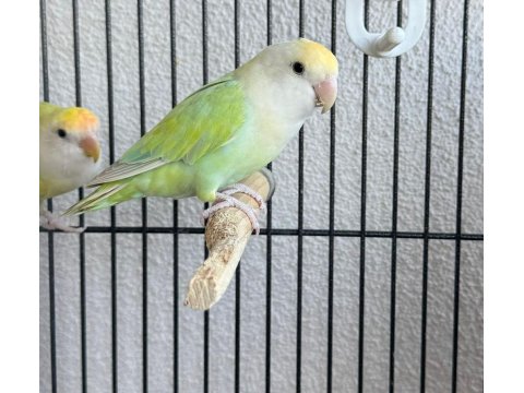 Sevda Papağanımız