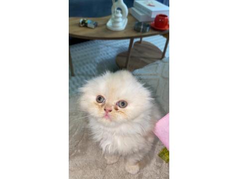 Dişi İran Persian 1.5 Aylık