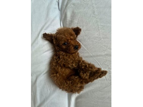 Kore Kan Redbrown Poodle Bebekler