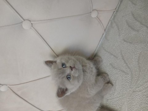 Son Kalan Safkan Orjinal Dişi British Shorthair Yavrum