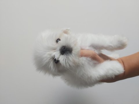 2.5 Aylik Kore Maltese Erkek