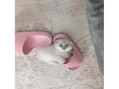 Scottish Fold Mavişimize Yuva Arıyoruz