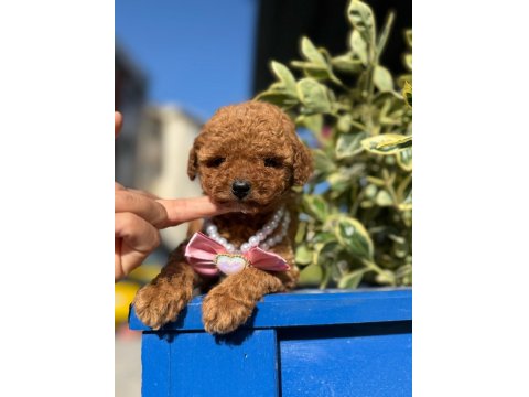 Poodle Yavrumuz