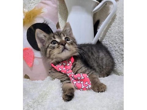 Ücretsiz Tekir Kedimiz