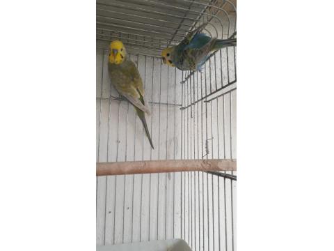 Rainbow Yavru Ve Anaç Muhabbet Kuşu