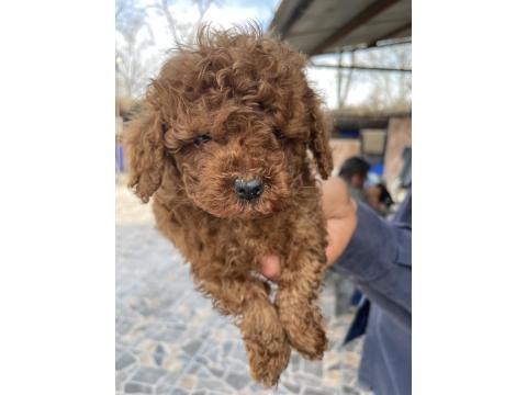 Toy Poodle Minik Kalplerin Büyük Neşesi!