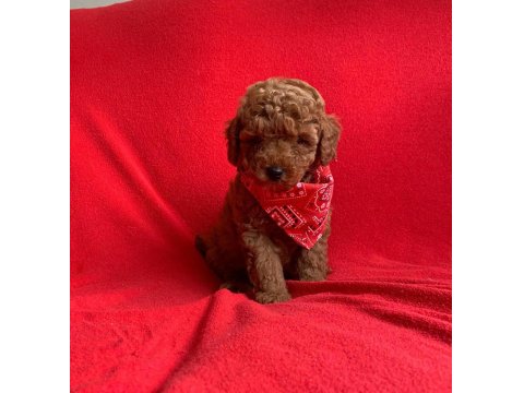 Safkan Ve Pasaportlu Toy Poodle Yavruları
