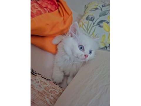 Pamuk Şekerim British Longhair Helen