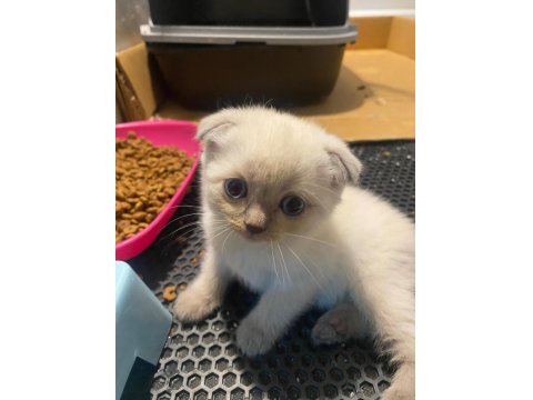 British Straight Beyaz Mavi Göz