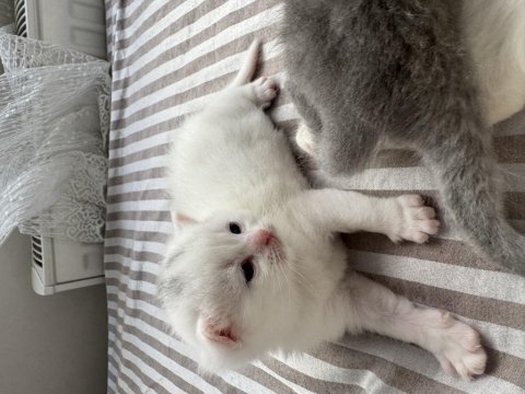 19.04.2025 Doğumlu Scottish Fold Yavrular