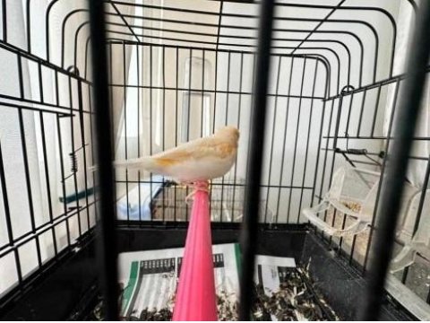 Erkek Al Mozaik Kanarya (2025)