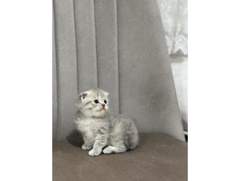 1.5 Aylık Yumurcak British Shorthair Yavrular