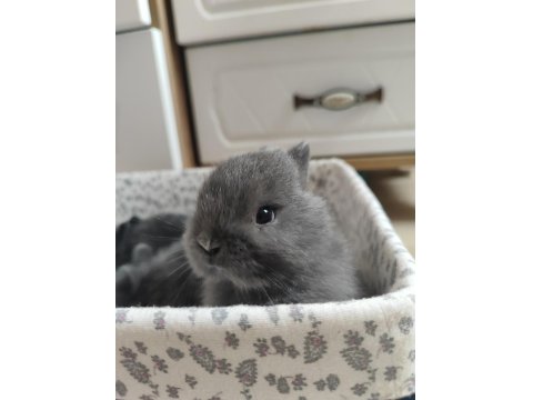 Orjinal Safkan Cüce Tavşanımız