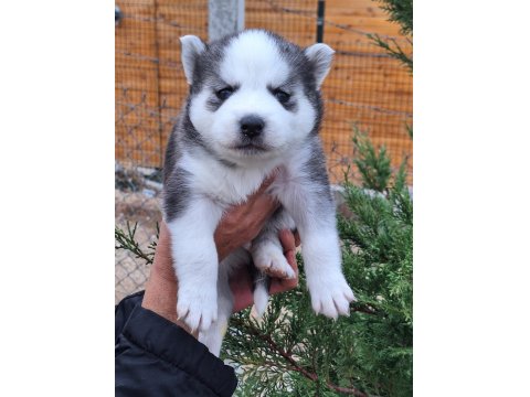 Sibirya Kurdu Bebek Köpekler