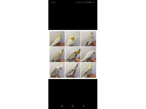 Eğitimli Yavru Sultan Papağanları