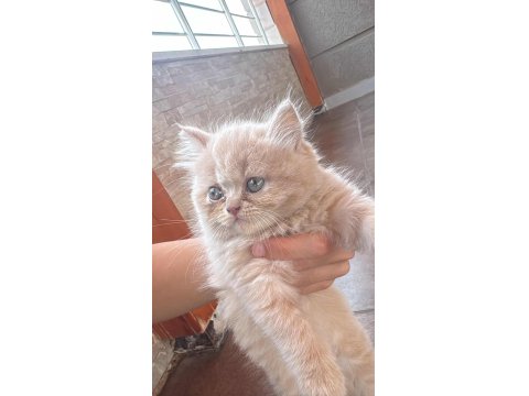 İran Persian Kedisi