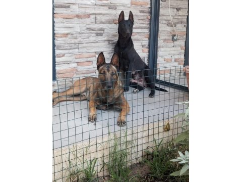 Orjinal Belçika Kurdumuz