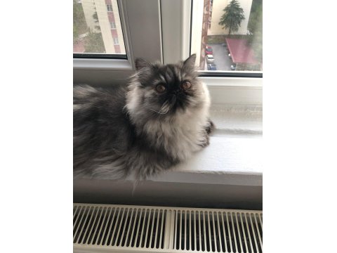 6 Aylık Dişi İran Persian Kedimiz