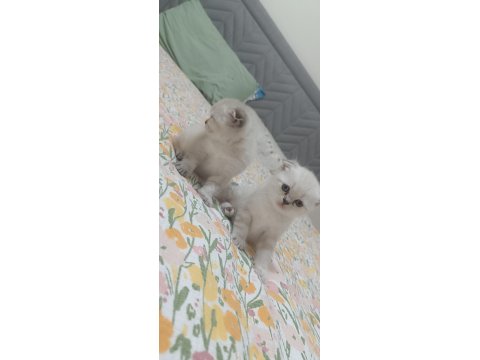 Scottish Fold Blue Point