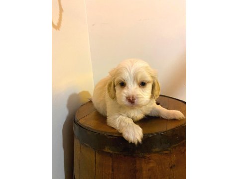 Maltipoo Yavrularımız Topaç Gibi