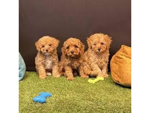Toy Poodle Yavrular Red Brown 3 Aylık