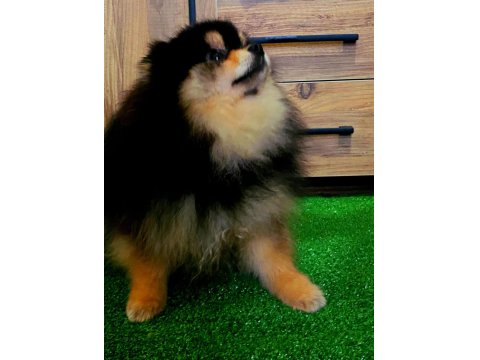 11 Aylık Teddy Bear Erkek Pomeranian
