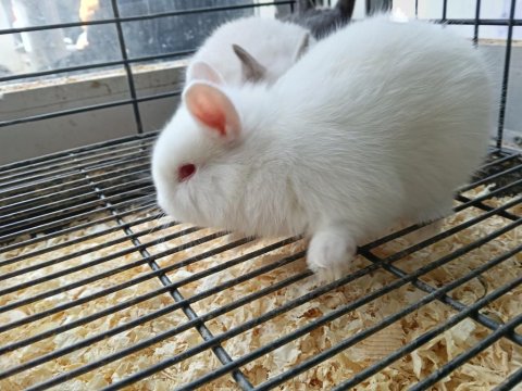 Türkiye'nin Her İline Gönderim Cüce Tavşan Yavruları