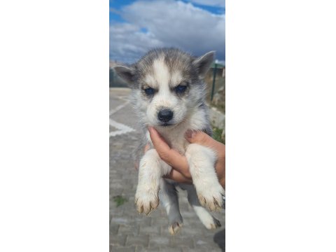 Orjinal Ve Kaliteli Sibirya Husky Yavrular