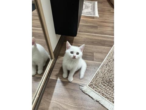 Teslime Hazır British Shorthair Bebeklerim