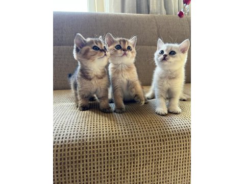 Muhteşem Kan Hattına Sahip Scottish Straight Yavrular