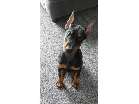 Irk Ve Sağlık Garantili Doberman