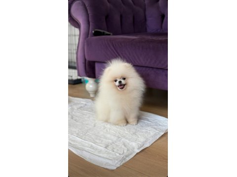 Pomeranian Boo Ayı Surat Garantili