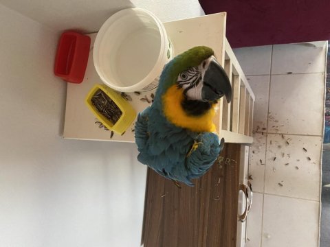 Macaw Papağanı Ele Omza Alışkın 30 Kelime Biliyor