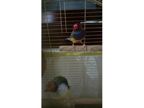 2025 Doğum Golden Finch Kesik Boyun