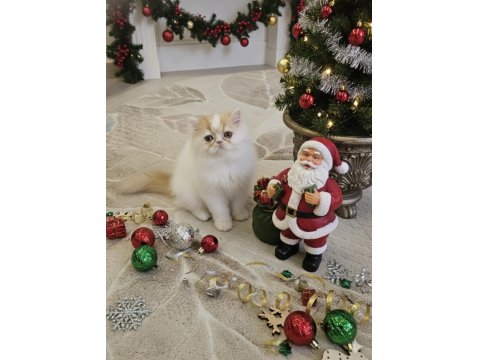 Pure Persian Bebeklerim Yuva Ariyor