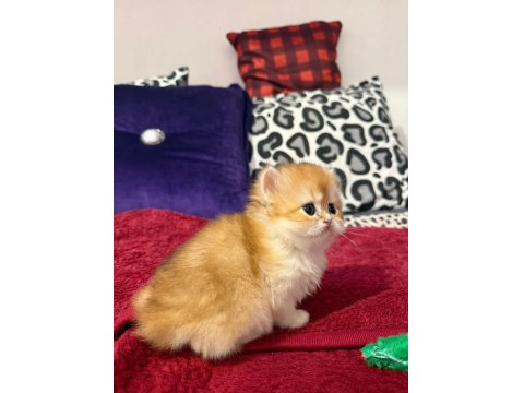 Mükemmel Güzellikte Dişi British Longhair Golden