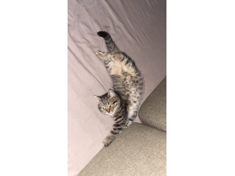 Dost Canlısı Erkek Avrupa Kedisi 6 Aylık